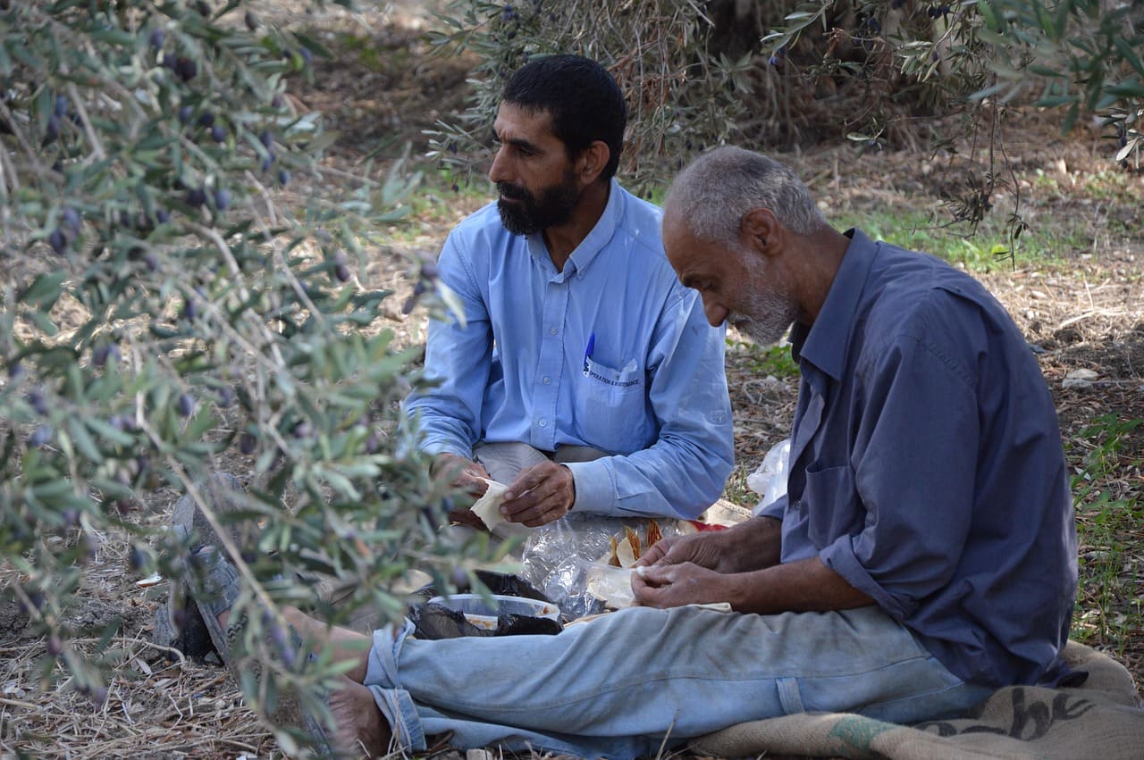 Raccolta Olive Manuale